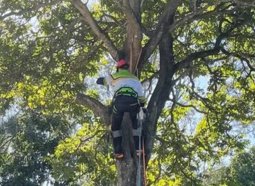 Treepeeps Sydney
