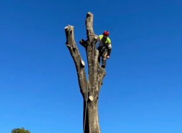 Treepeeps Sydney