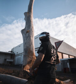 A.P. Tree Management
