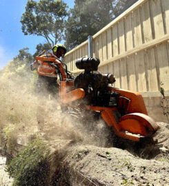 A.P. Tree Management