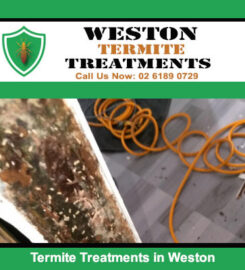 Weston Termite Treatments
