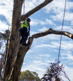 A.P. Tree Management