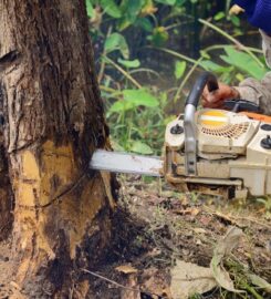 A.P. Tree Management