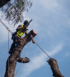 A.P. Tree Management
