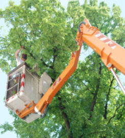 Leon's Tree Service