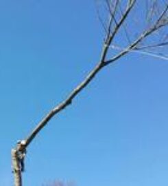 Clean Cut Tree Experts