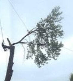 Clean Cut Tree Experts