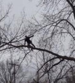 Clean Cut Tree Experts