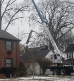 Clean Cut Tree Experts