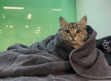 Urgent Vet
