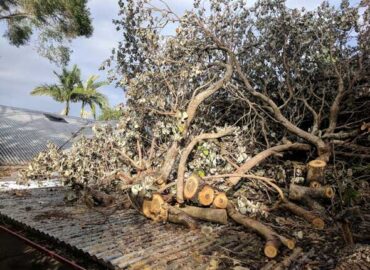 Sunshine Coast Tree Services