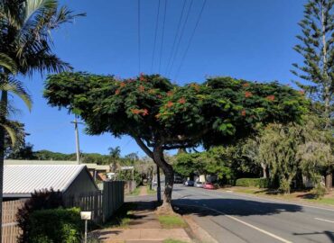 Sunshine Coast Tree Services