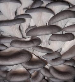 Irish Gourmet Mushrooms