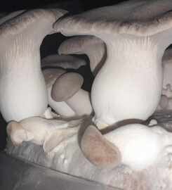 Irish Gourmet Mushrooms