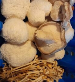 Irish Gourmet Mushrooms