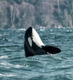 Sea Quest Kayak Tours