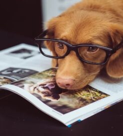 Dookie Doctors Pet Waste Removal