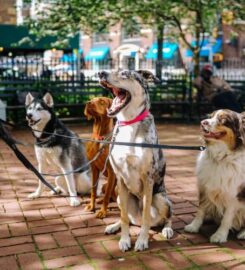 Dookie Doctors Pet Waste Removal