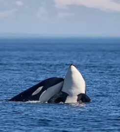 Sea Quest Kayak Tours