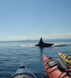 Sea Quest Kayak Tours