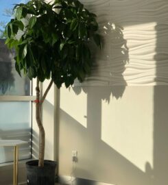 Laserbody MD
