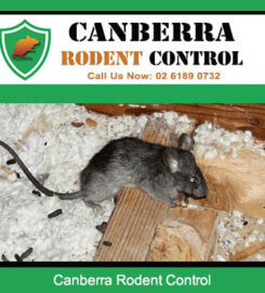 Canberra Rodent Control