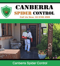 Canberra Spider Control
