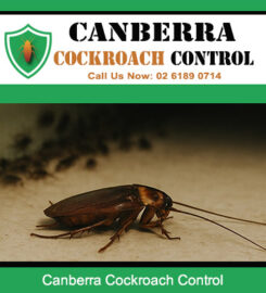 Canberra Cockroach Control