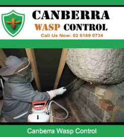 Canberra Wasp Control