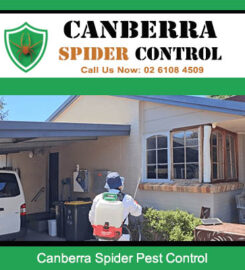 Canberra Spider Control