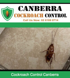 Canberra Cockroach Control