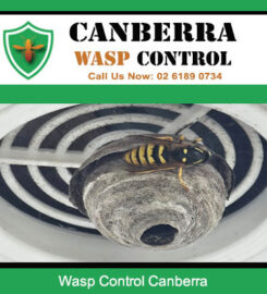 Canberra Wasp Control
