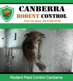 Canberra Rodent Control