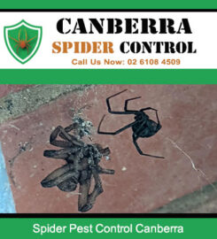 Canberra Spider Control