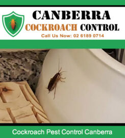 Canberra Cockroach Control