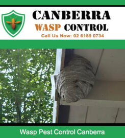 Canberra Wasp Control