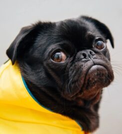 Dookie Doctors Pet Waste Removal