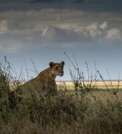 Bestday Safaris
