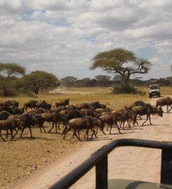 Bestday Safaris