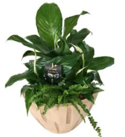 LaPier's Flowers & Gifts