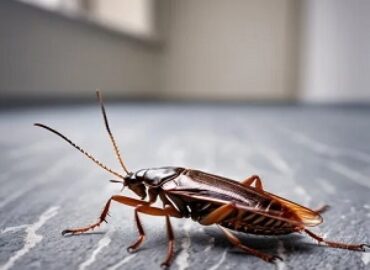 Be Safe Pest Control