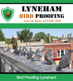 Lyneham Bird Proofing