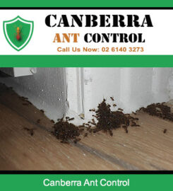 Canberra Ant Control