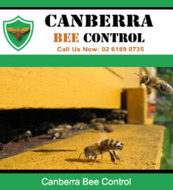 Canberra Bee Control