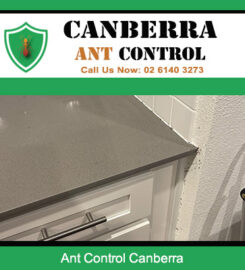 Canberra Ant Control