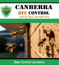 Canberra Bee Control