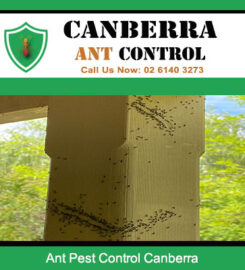 Canberra Ant Control