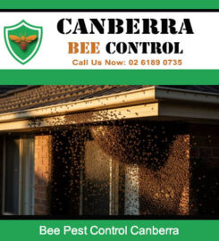 Canberra Bee Control