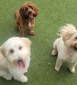 Tropical Dog Training Stuart