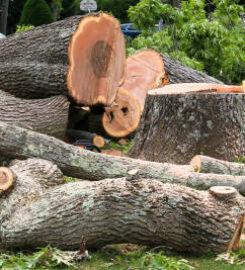 RTR Tree Service